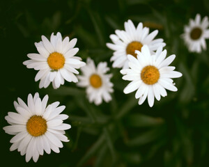 Close up of daisies in the nature on a green leaf background. Bellis perennis © Alvaro