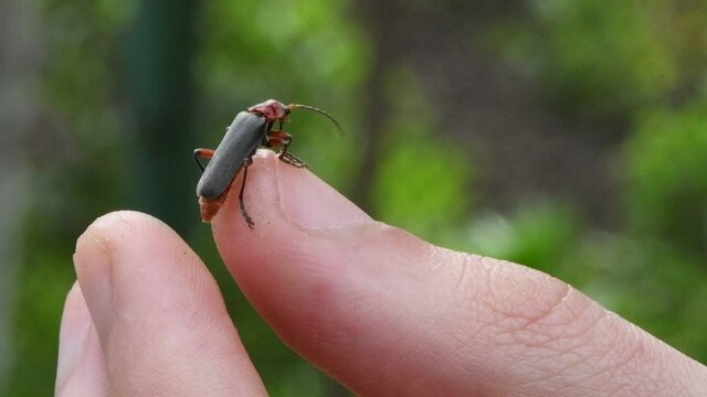 The soldier beetle on a man's hand. Soldier beetle (Cantharis livida) is a species of soldier beetle belonging to the genus Cantharis family Cantharidae. Close-up slow motion video.