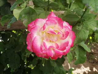 pink rose