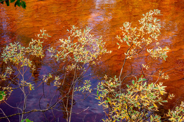 Branch of willow with gold yellow and green leaves on the background with brown water. Season autumn 