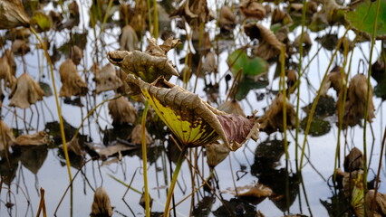 Wilted lotus leaves in autumn. Defocused blurred background for web design.