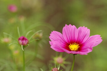 Obraz premium コスモス