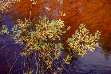 Branch of willow with gold yellow and green leaves on the background with brown water. Season autumn 