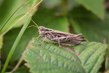 Nahaufnahme eines Grashüpfers versteckt an einer Pflanze