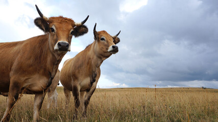 vaches Aubrac