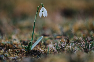 Snowdrops as a first spring flowers