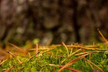 Green moss that grew in the forest covered the floor against the background of a tree with bark close-up.