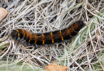 Die Raupe, Larve eines Brombeerspinner, Macrothylacia rubi. Er ist ein Schmetterling aus der Familie der Glucken.
