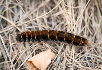 Die Raupe, Larve eines Brombeerspinner, Macrothylacia rubi. Er ist ein Schmetterling aus der Familie der Glucken.
