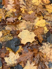 autumn leaves background