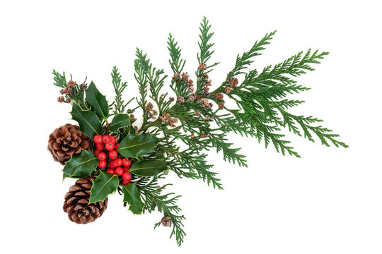Winter greenery with holly, cedar cypress & pine cones forming a decorative display element for Christmas &  the New Year, on white background. Flat lay, top view, copy space. 