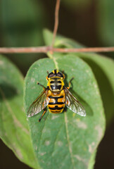 Eine Nahaufnahme von einer Biene auf einer Pflanze.
