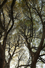 crowns of tall graceful trees form picturesque patterns