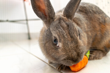 my grey mini pet rabbit having a snack on a fresh carrot treat 