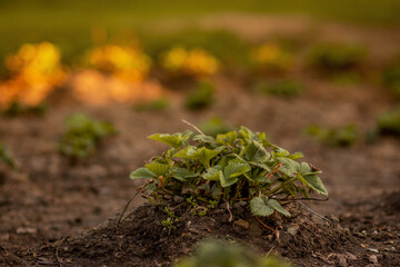 Strawberry plant and sun rays