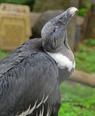 Portrait of Andean condor (Vultur gryphus)