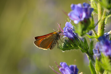 Ein Schmetterling eine Motte auf einer Pflanze