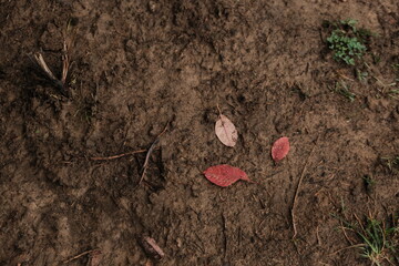 heart on the ground
