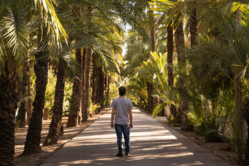 Fototapeta na wymiar Young man walking through a palm orchard in the city of Elche, Alicante, Spain at sunset. World Heritage. 