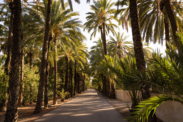 Fototapeta na wymiar Empty road surrounded by many date palms at sunset in the city of Elche, Alicante, Spain. Green palm garden. World Heritage.