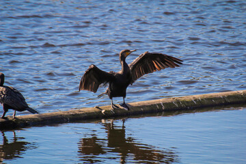 Ein Kormoran bringt sich an einem Fluss in Stellung.
