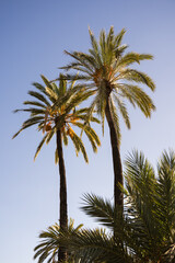 Fototapeta na wymiar Two date palms in a palm orchard at sunset in the city of Elche, Alicante, Spain. World Heritage.