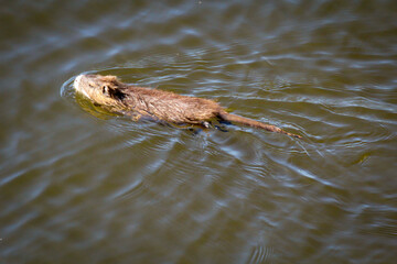 Nutrias, Bisams, Ondatra zibethicus am Flussufer.
