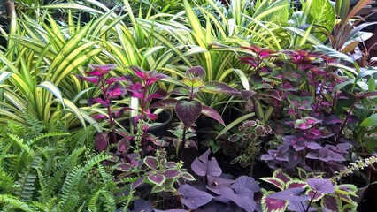 scenic view of green plants for multipurpose use