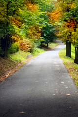 autumn alley with tree with leaves in fall colors and gray path like romantic autumn background