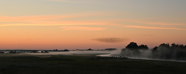 morning mists and a flock of birds taking off