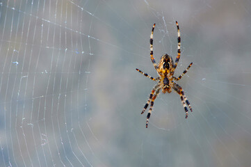 
background isolate large spider sitting on the cobweb