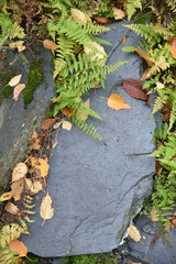 Petites fougères en automne