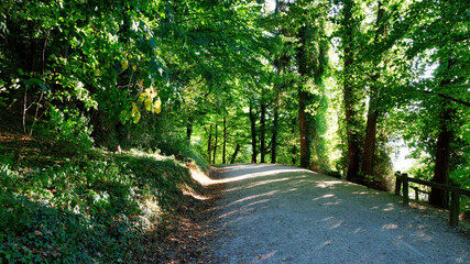 Wood path on summer light