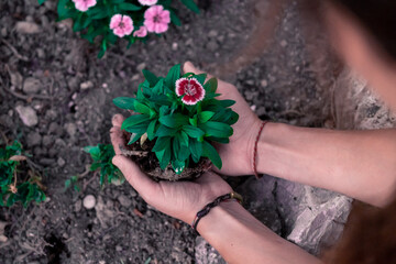 Woman's hands holding a flowering plant
