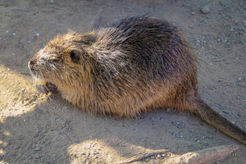 Nutrias, Bisams, Ondatra zibethicus am Flussufer.

