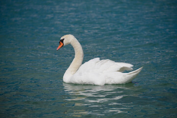 Beautiful Swan on a blue water