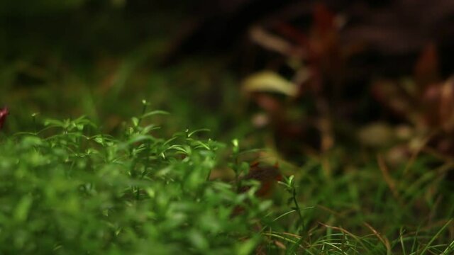 Pearl galaxy danio, Danio margaritatus hiding in pearl weed, Hemianthus Micranthemoides, close-up
