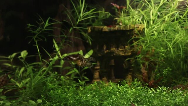 Beautiful long fin zebra danio fish swimming in planted tank, artificial decoration in background