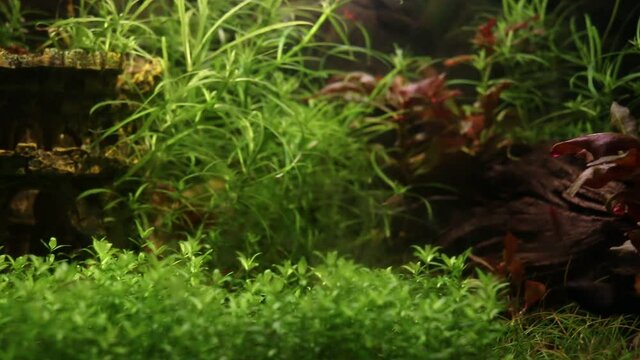 Pearl weed, Hemianthus Micranthemoides in detail, camera pan, left to right, planted fish tank