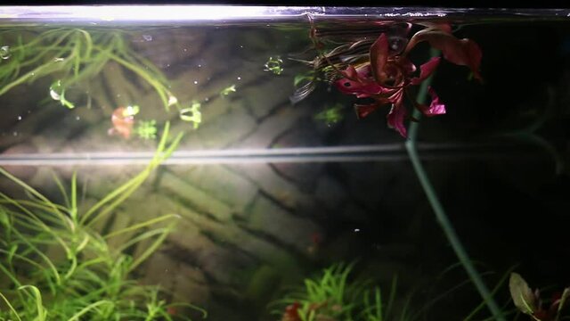 Long fin zebra danio fish swimming at the of the tank, waiting for feeding