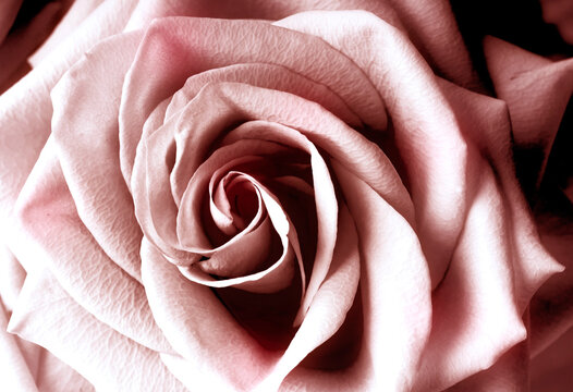 romantic artistic rose close-up to petals in old pink vintage coloring like art floral image