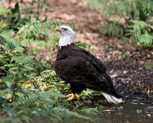 Bald Eagle Stock Photo. Bald Eagle close-up profile with a foliage foreground and background displaying brown plumage, white head, beak, talons, plumage in its habitat and environment.