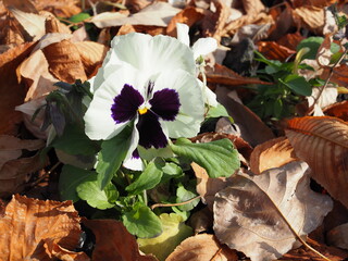 Garden white pansy flower in autumn close up