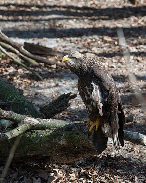 Bald Eagle Stock Photos. Bald Eagle juvenile bird close-up profile view perched on a log with brown blur background displaying brown plumage, beak, talons, in its habitat and environment. Image.