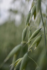 Close up of wheat swaying with the background out of focus.