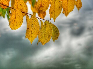 autumn leaves background