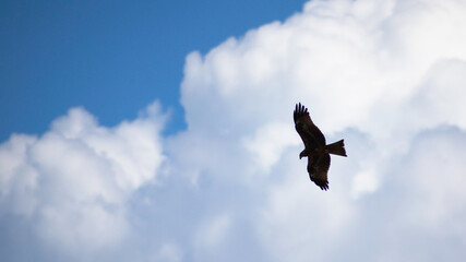 Silhouette of the hawk in flight under the bright sun and cloudy sky	