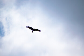 Silhouette of the hawk in flight under the bright sun and cloudy sky	