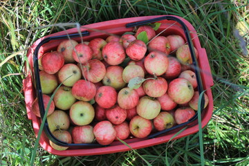 apples in a basket