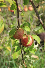 apples on tree